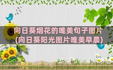 向日葵烟花的唯美句子图片(向日葵阳光图片唯美早晨)